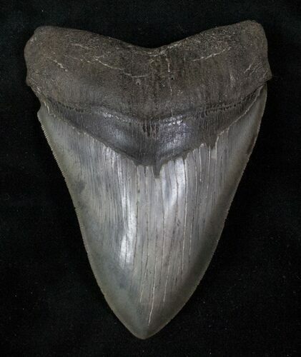 Serrated Megalodon Tooth - Quality #13063